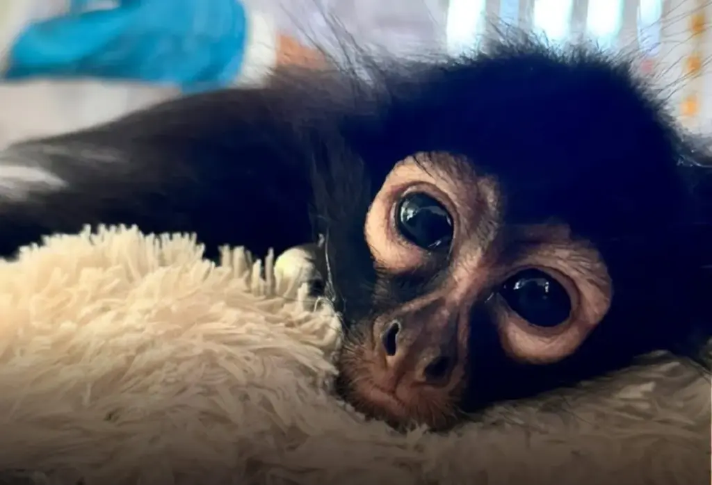 Profepa lanza campaña contra el tráfico de primates: Los monos no son mascotas