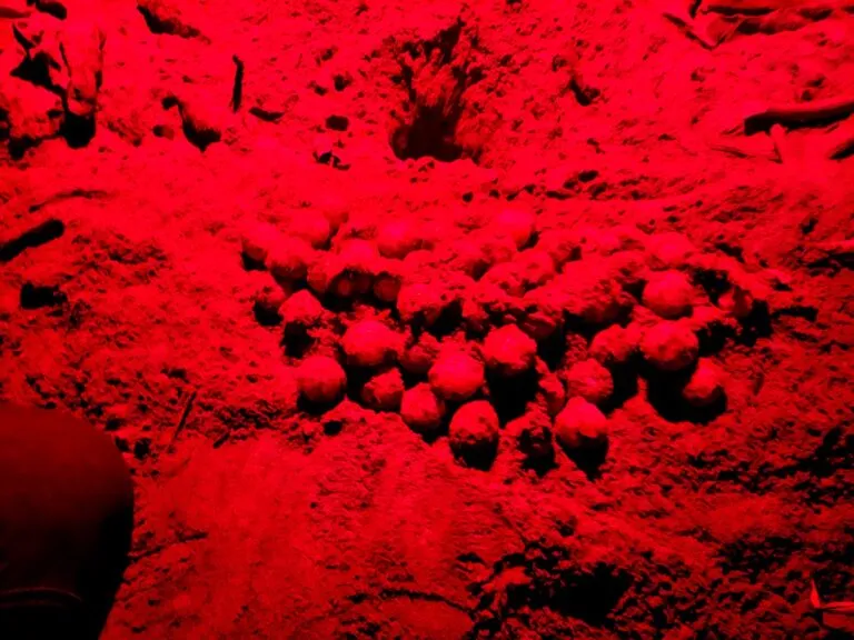 Profepa recupera en Vallarta 282 huevos de tortuga golfina