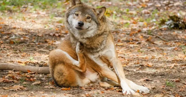 Simicarrera 2026: Víctor González Herrera dona recursos para lobos mexicanos.