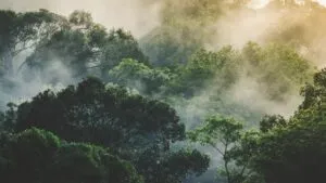 Durante el otoño la niebla en México se vuelve más frecuente