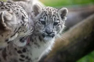 Entristecen tras muerte de un cachorro de leopardo de las nieves