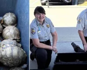 Intentaban enviar cargamento con 191 tortugas en Texas
