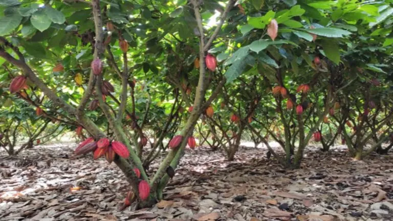 Lluvia extrema reduce las cosechas mundiales de cacao