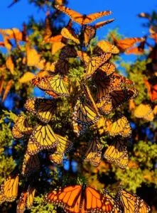 Migración de mariposas monarca: recorren 4,800 km a México