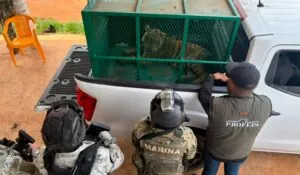 Profepa asegura tigres de Bengala en Coalcomán, Michoacán