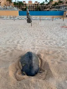 Profepa supervisa anidación de tortugas marinas en Baja California Sur