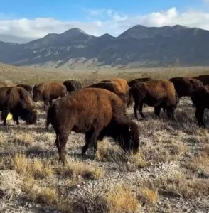 Reintroducción de bisontes en México, regenera ecosistema tras 100 años de ausencia