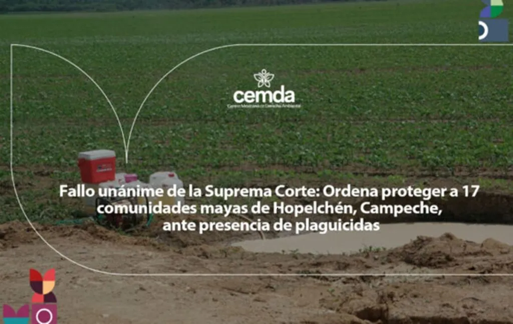 SCJN ordena proteger a 17 comunidades mayas ante presencia de plaguicidas