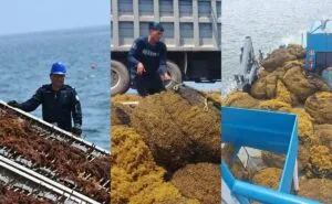 Semar trabaja para evitar llegada del sargazo al Caribe mexicano