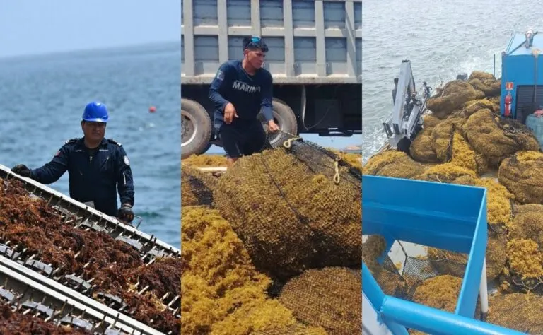 Semar trabaja para evitar llegada del sargazo al Caribe mexicano