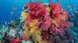 Arrecifes de coral se blanquean por calor extremo: ¿podrían salvarlos los paraguas submarinos?