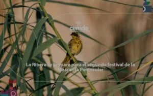BCS celebra segundo festival de la Mascarita Peninsular