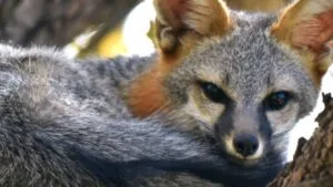 Detectan rabia en una zorra gris en Cancún y la someten a eutanasia; buscan a quienes tuvieron contacto con el ejemplar 