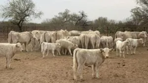 Sonora detiene exportación de ganado a EU por sospecha de fiebre aftosa