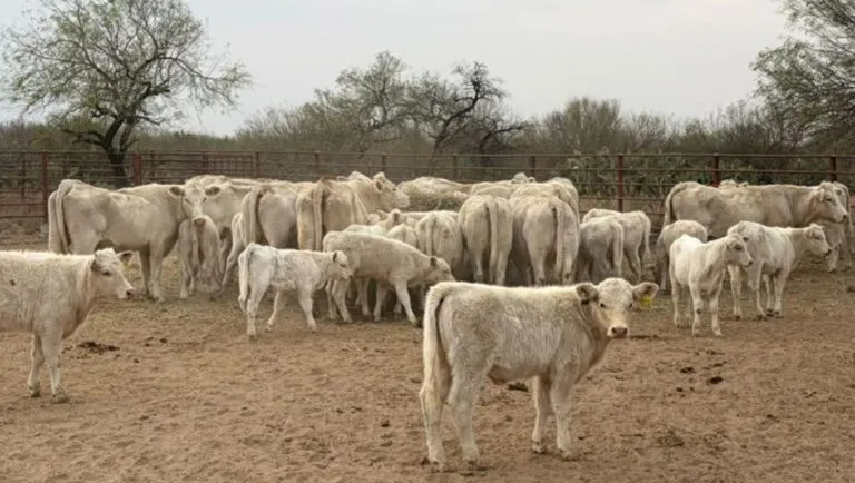 Sonora detiene exportación de ganado a EU por sospecha de fiebre aftosa