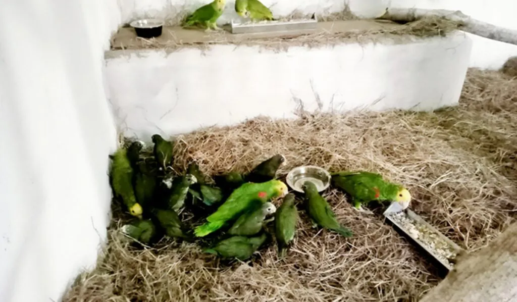 México y Estados Unidos logran la repatriación de 26 loros mexicanos víctimas de tráfico internacional