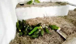 México y Estados Unidos logran la repatriación de 26 loros mexicanos víctimas de tráfico internacional