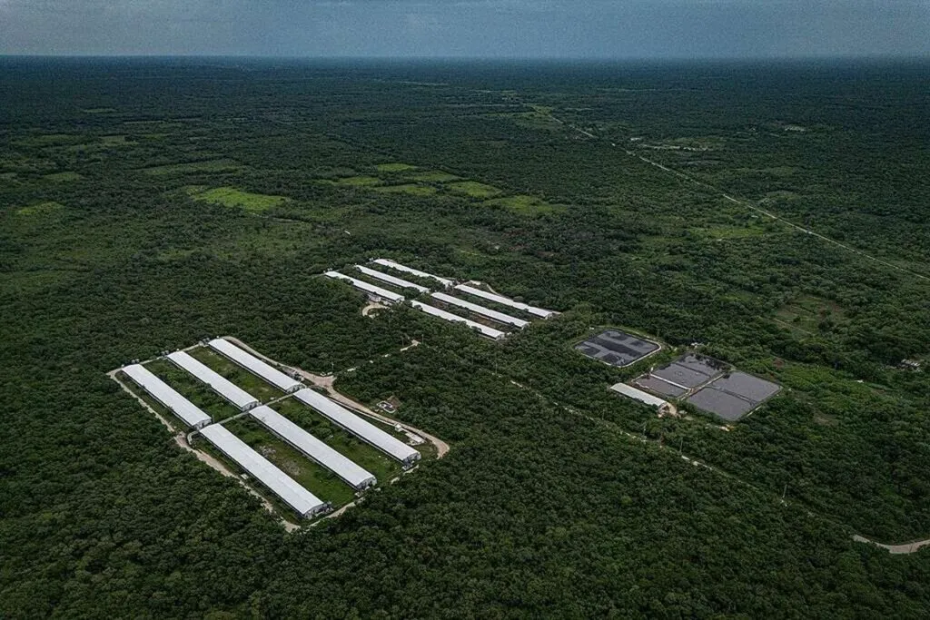 Megagranjas: por qué su expansión en Yucatán debe detenerse