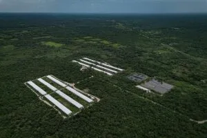 Megagranjas: por qué su expansión en Yucatán debe detenerse
