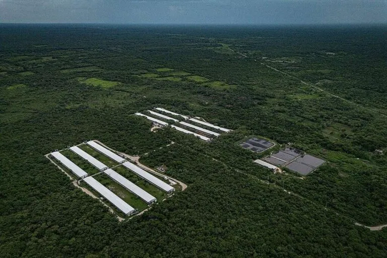Megagranjas: por qué su expansión en Yucatán debe detenerse