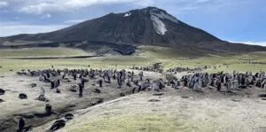 Más de medio millón de pingüinos desaparecen de la mayor colonia del mundo