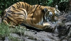 Profepa asegura cinco ejemplares de fauna silvestre en Michoacán