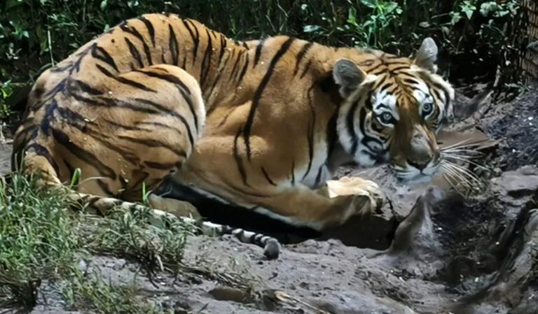 Profepa asegura cinco ejemplares de fauna silvestre en Michoacán