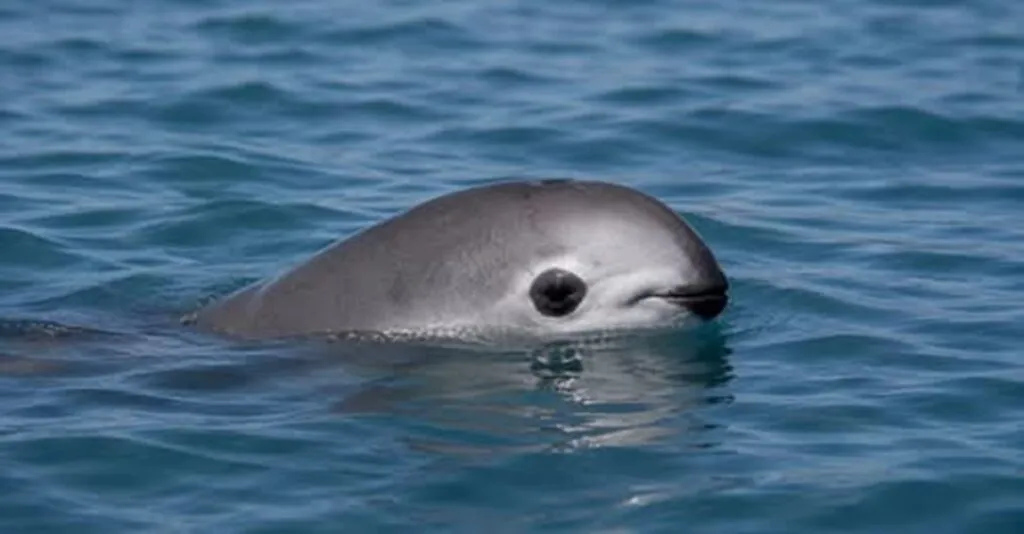 Reducción del polígono de protección de la vaquita marina divide opiniones