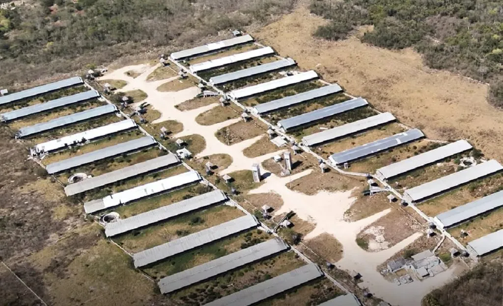 Sector ambiental trabaja en ordenamiento de la actividad porcícola en Yucatán