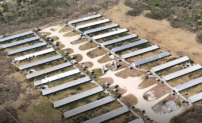 Sector ambiental trabaja en ordenamiento de la actividad porcícola en Yucatán